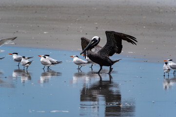 Brown Pelican Spreading Wings on Beach