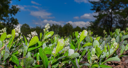 Fototapeta premium Gopher apple - Geobalanus oblongifolius Also known as Licania michauxii with white flower blooms, woody Florida native ground cover with fruit that tastes like pink bubble gum, blue sky background