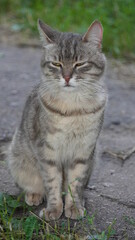 Коты кот животные cat