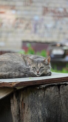 Коты кот животные cat