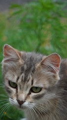 Obraz premium Коты кот животные cat