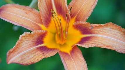 Цветы окружающая среда 