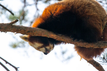 Red Panda