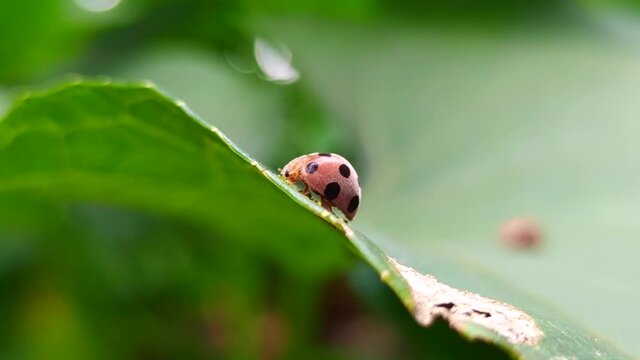 Name of insects, beetles in the family Chrysomelidae The body is stout, oval, the hind part is silver and gold depending on the genus The wings are hard, clear, curved convex like a turtle's back