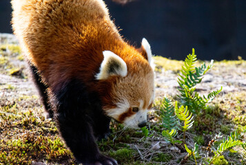 Fototapeta premium Red Panda