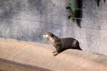Otter