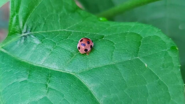 Name of insects, beetles in the family Chrysomelidae The body is stout, oval, the hind part is silver and gold depending on the genus The wings are hard, clear, curved convex like a turtle's back