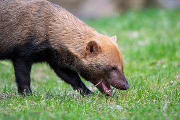 Bushdog