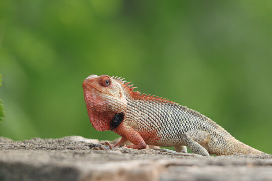 Closeup Shot Of A Cute Iguana Walking On A Border