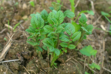 plant