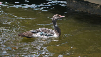 Duck swimming in Lago San Pablo