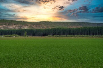 paisaje de arrozales en calasparra, Murcia