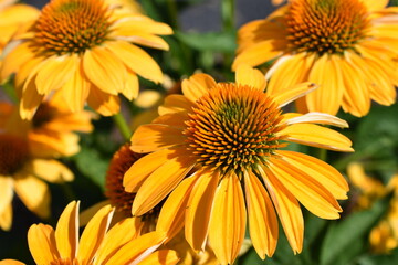 Field of Beautiful Flowers