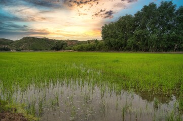 Fototapeta na wymiar paisaje de arrozales en calasoarra,murcia
