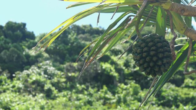 Okinawa,Japan - July 12, 2021: Pandanus odoratissimus or Screw pine or Adan
