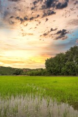 
landscape of green wheat fields with nice blue sky 