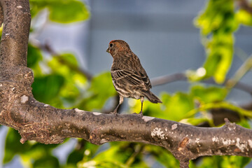 Finch guarding its nest in a tree