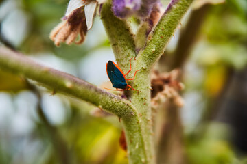 little insect on a plant
