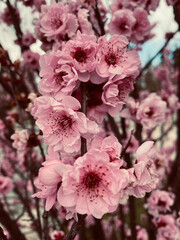 pink blossoms