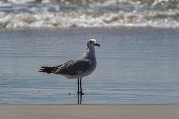 Gull Standing on Beach Breaking Waves Behind