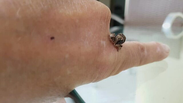 Close up of the brown Geometridae caterpillar slowly crawling on a hand. Interaction between nature animals and people. lagarta Mede-Palmos in portuguese, caterpillar Measures-Span in english