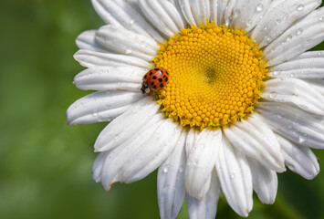 Asian Lady Beetle on a Daisy
