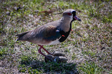 Tero in the grass with her eggs.