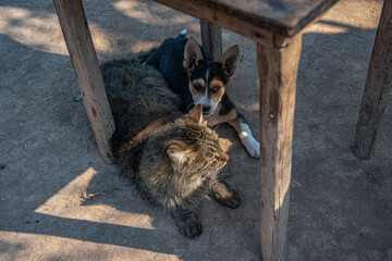 Friendship between cat and dog, both lying on the ground