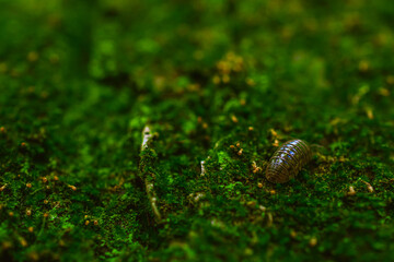 マクロ撮影したダンゴムシ