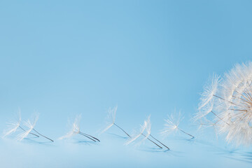 White fluffy dandelion on soft blue sky with copy space. Beautiful flower with fly seeds close up....