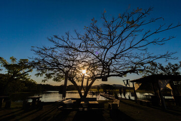 por do sol em meio a arvore