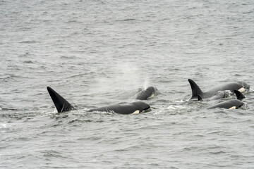 Biggs transient killer whales in Monterey Bay California