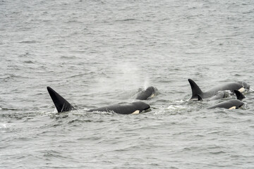 Fototapeta premium Biggs transient killer whales in Monterey Bay California