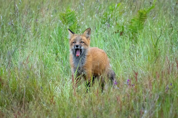Fototapeta premium Red fox babies on San Juan Island