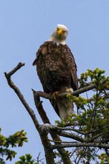American Bald Eagle sitting in tree high over San Juan Island