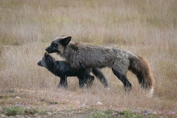 Red fox babies on San Juan Island