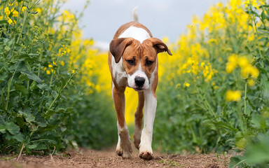jack russell terrier