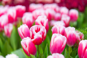 Pink tulips flowers in the garden