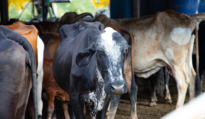 Vaca con manada en establo con toro 