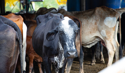 Vaca con manada en establo con toro  - obrazy, fototapety, plakaty