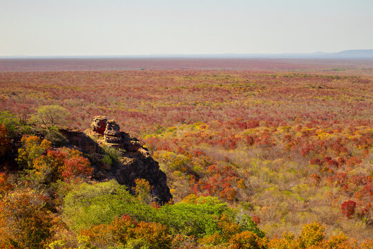 Outono na caatinga 