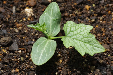 定植したヘチマの苗