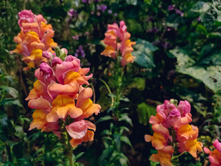 Fototapeta na wymiar Antirrhinum is a genus of plants commonly known as dragon flowers because of the flowers' fancied resemblance to the face of a dragon that opens and closes its mouth when laterally squeezed.