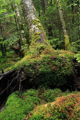 北八ヶ岳　コケの森　白駒の森
