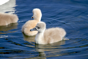 Cygnets taking a swim