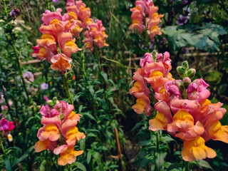 Antirrhinum is a genus of plants commonly known as dragon flowers because of the flowers' fancied resemblance to the face of a dragon that opens and closes its mouth when laterally squeezed.
