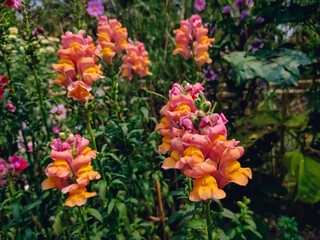 Obraz na płótnie Canvas Antirrhinum is a genus of plants commonly known as dragon flowers because of the flowers' fancied resemblance to the face of a dragon that opens and closes its mouth when laterally squeezed.