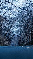 Fototapeta premium winter in the park