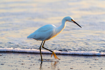  walking heron in the water at sunset