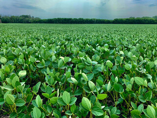 Summer storm brewing